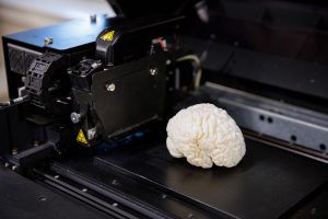 3D Printed Brain on the from The Cube Maker Space at the University of Alabama